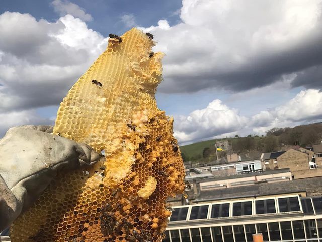 bees-nest-removal-1-kireth-ai
