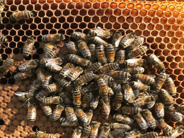honey-bees-for-sale-2-kireth-ai