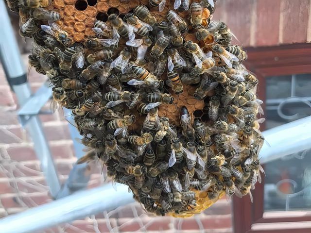 bees-nest-removal-6-kireth-ai