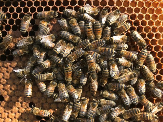 honey-bees-for-sale-1-kireth-ai