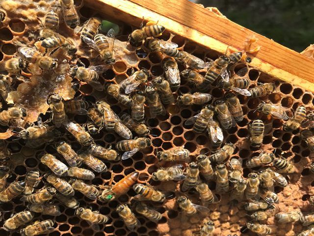 Honey Bees For Sale in Ackworth