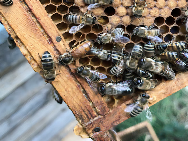 honey-bees-for-sale-7-kireth-ai