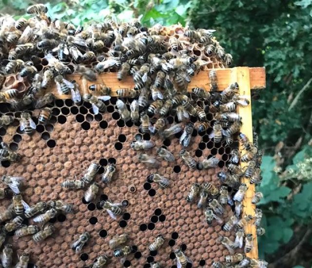 Honey Bees For Sale in Ackworth