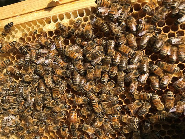 honey-bees-for-sale-3-kireth-ai