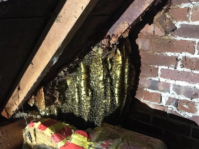 bees-nest-removal-9-kireth-ai