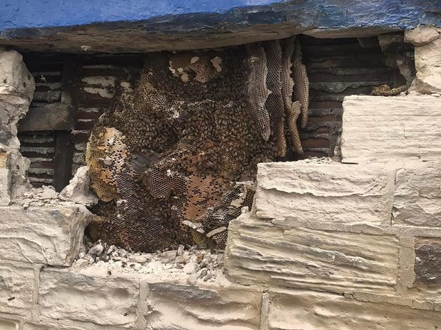 bees-nest-removal-2-kireth-ai