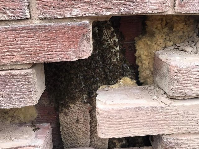 bees-nest-removal-4-kireth-ai