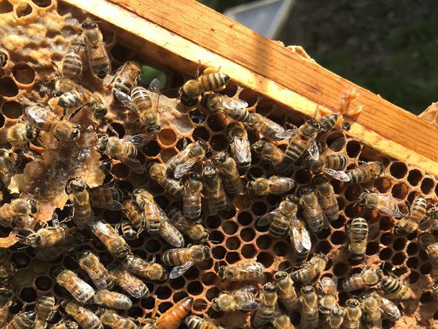 Ethical Bee Removal