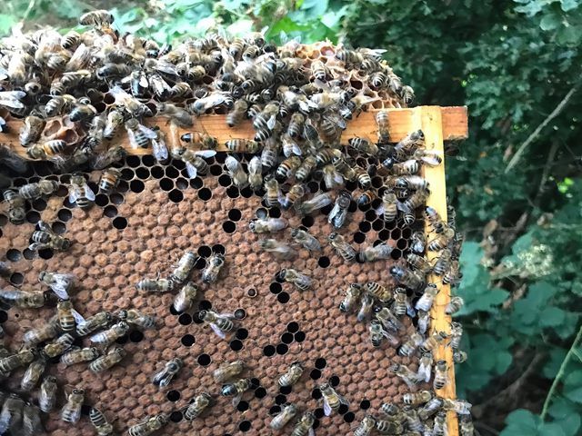 honey-bees-for-sale-5-kireth-ai