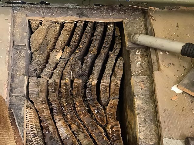 bees-nest-removal-3-kireth-ai