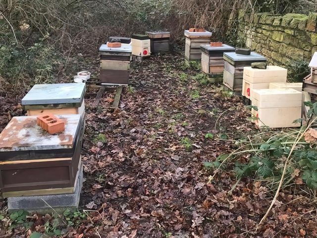 honey-bees-for-sale-4-kireth-ai