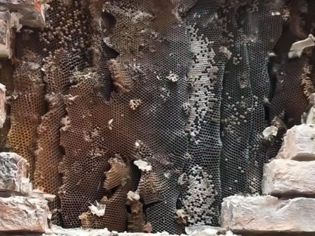 Bees Nest Removal Services in Ackworth