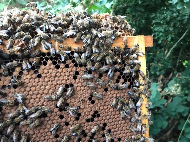 Honey Bees For Sale in Ackworth
