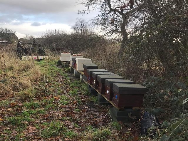 honey-bees-for-sale-6-kireth-ai