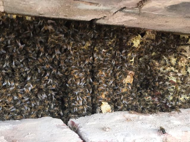 bees-nest-removal-1-kireth-ai
